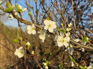 Prunus Prunus cerasus Sauerkirsche Schlehe Wilder Mandelbaum Kirschpflaume Tokio Kirsche Mandelblättrige Birne sour cherry blackthorn wild almond cherry plum Tokyo cherry almond-leaved pear Flower