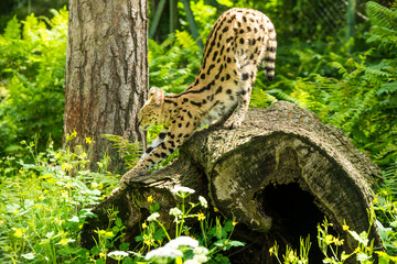 Serval Leptailurus serval African wild cat