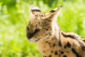 Serval Leptailurus serval African wild cat