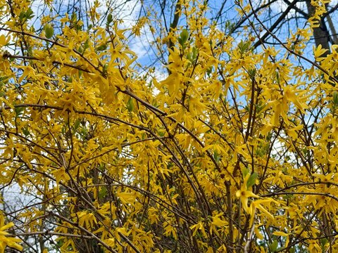 Forsythie Forsythia Oleaceae Lamiales gelb Ostern Easter Hybride Busch Strauch spring yellow bush intermedia Zabel golden lilac golden bells Goldflieder Goldgl&ouml;ckchen pole-flowered ornamental shrub