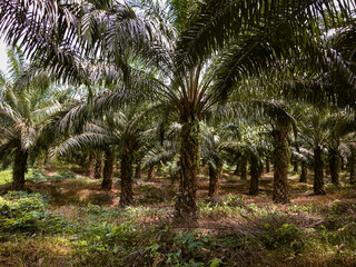 Obraz premium Palm Oil Tree, Palm Oil Plantation in Meratus Mountain, Borneo Rainforest 