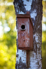 birdhouse on a birch tree