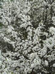 Prunus Prunus cerasus Sauerkirsche Schlehe Wilder Mandelbaum Kirschpflaume Tokio Kirsche Mandelblättrige Birne sour cherry blackthorn wild almond cherry plum Tokyo cherry almond-leaved pear Flower