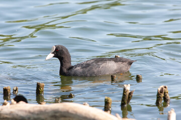 Coot, or bald patch (Latin Fulica atra)