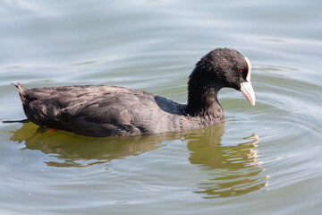 Coot, or bald patch (Latin Fulica atra)