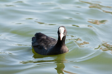 Coot, or bald patch (Latin Fulica atra)