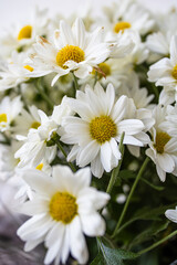 Obraz premium flower in a garden