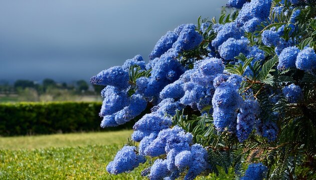 ceanothus gloire de versailles blooming