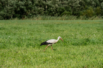 White stork walking through green meadow in countryside during summer day with natural background of grassland and forest trees in rural European landscape