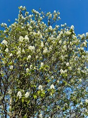 Prunus Prunus cerasus Sauerkirsche Schlehe Wilder Mandelbaum Kirschpflaume Tokio Kirsche Mandelblättrige Birne sour cherry blackthorn wild almond cherry plum Tokyo cherry almond-leaved pear Flower