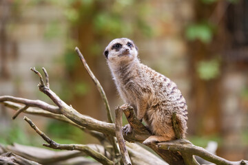 Slender tailed Meerkat close up