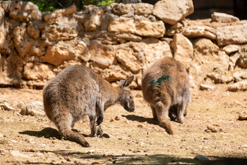 Wild kangaroo standing in the field. Kangaroo in natural habitat. Strong kangaroo in open landscape.