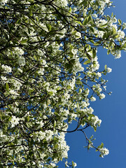 Prunus Prunus cerasus Sauerkirsche Schlehe Wilder Mandelbaum Kirschpflaume Tokio Kirsche Mandelblättrige Birne sour cherry blackthorn wild almond cherry plum Tokyo cherry almond-leaved pear Flower