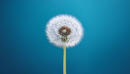 Fototapeta premium a single white dandelion on a blue background