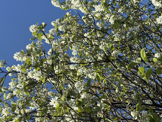 Prunus Prunus cerasus Sauerkirsche Schlehe Wilder Mandelbaum Kirschpflaume Tokio Kirsche Mandelblättrige Birne sour cherry blackthorn wild almond cherry plum Tokyo cherry almond-leaved pear Flower
