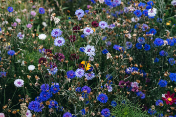 Densely packed wildflowers in vibrant colors bloom across a green meadow filled with native pollinator plants. Urban ecology, green infrastructure, insect habitats, biodiversity in cities...