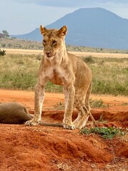 Quiet Lioness relaxing in the heat of the day.  Safari Kenya-in Tsavo West National Park 