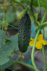Growing cucumber in a home garden. Summer cucumber harvest. Young cucumber growing on a branch in greenhouse. Fresh ripe organic cucumber on a green vine outdoors.