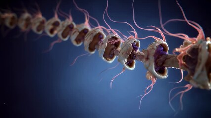 Animated sequence demonstrating embryonic spinal development anomaly leading to spina bifida and exposed neural structures.