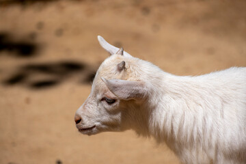 Fototapeta premium Young goat kid in farmyard. Cute and curious. Adorable baby goat. Fluffy baby goat portrait in natural light. Springtime farm scene.