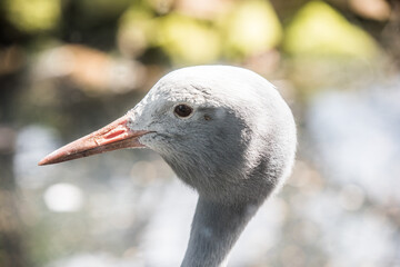 Stanley crane head Close-up in zoo