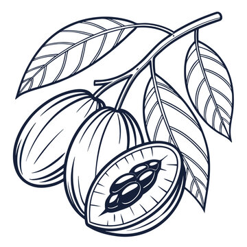 jambul with leaves