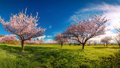Fototapeta premium vibrant springtime scenery bursts with enchanting sight of blossoming trees endless azure skies and invigorating pulse of life rejuvenation