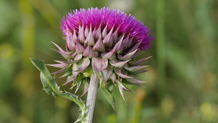 thistle flower in the garden