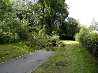 Fototapeta na wymiar A fallen tree on the road