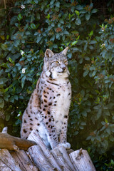 Lynx observing its surroundings in the wild. Alert lynx in natural habitat	