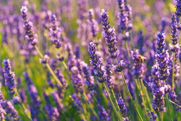 Lavender bushes in row, blooming under warm sunlight in peaceful purple and green summer field with soft sunset lignt background. Landscape, natural background, herbal wallpaper