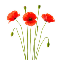 Obraz premium Vibrant red poppies with buds isolated on transparent background