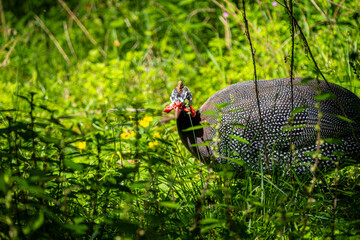 Guineafowl standing in natural habitat. Close-Up view. Helmeted guineafowl on grass. Exotic ground bird. Spotted guineafowl bird. Unique plumage and pattern