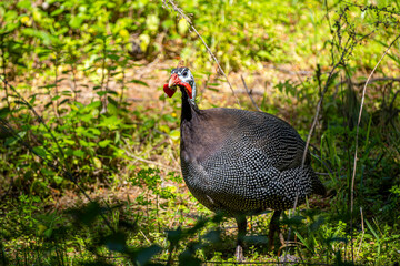Guineafowl standing in natural habitat. Close-Up view. Helmeted guineafowl on grass. Exotic ground bird. Spotted guineafowl bird. Unique plumage and pattern