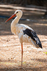 Elegant stork in wildlife. Grounded stork in nature. Wild stork in natural habitat. Stork standing on the ground.