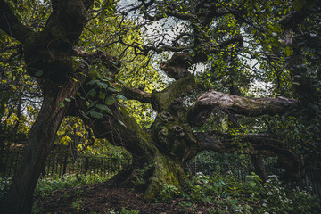 Camperdown Elm in Prospect Park, Planted in 1872 Brooklyn NYC
