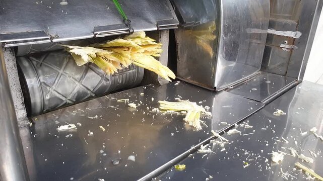Process of cane juice production. Small home press, rotating iron shafts. Sugar cane beverage squeezer machine