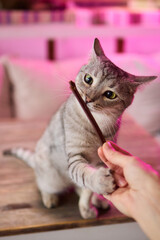 A Cat Enjoying Delicious Treats While a Hand Is Outstretched Toward It in Affectionate Gesture