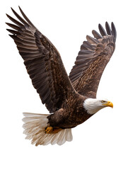Obraz premium Majestic Bald Eagle in Flight High-Resolution Wildlife Image