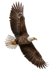 Obraz premium Majestic Bald Eagle in Flight Isolated on Black Background,raptor,nature