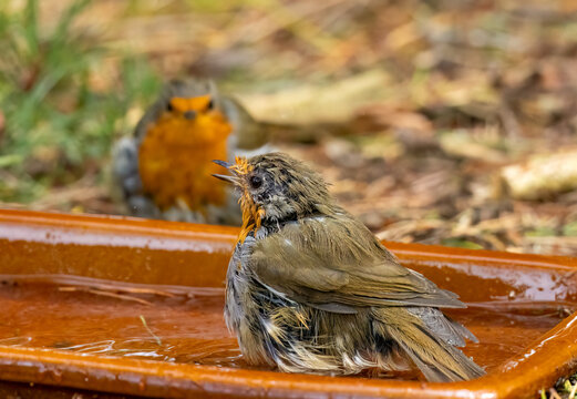 Robin redbreast bird bathing in the water - Powered by Adobe