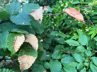 wilting leaves rose petals hazelnut raindrops on leaves autumn foliage hedge rain damp leaves damp...