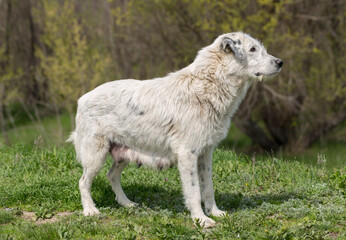Obraz premium A stray huge white female dog, begging for food. A pet in the wild.