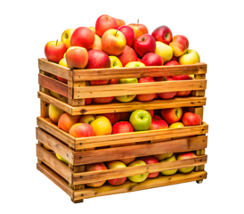 Fresh Ripe Yellow and Red Apples in Wooden Boxes

