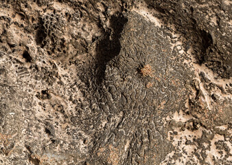 Fossil corals of the Red Sea. Ancient creatures, turned into stone. Reef corals.