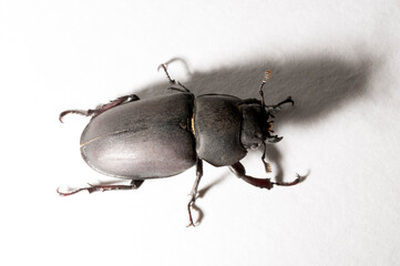 Lucanus cervus is the best-known species of stag beetle (family Lucanidae) in Western Europe. Imago, a female insect on, a white background.