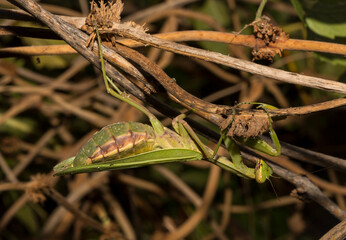 The European mantis (Mantis religiosa).A green female insect, in dense vegetation, is preparing to lay eggs.