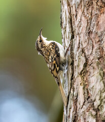 Close up of a tree creeper on a tree trunk in the woodland
