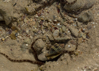 Ophiocoma scolopendrina in its natural habitat. African fauna of the Red Sea.