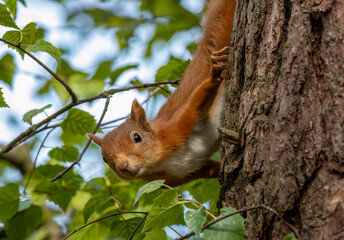 Close up of a scottish red squirrel on the trunk of a tree in the forest